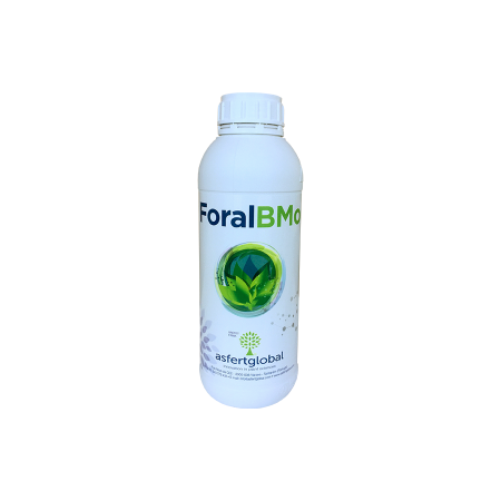 Asfertglobal FORAL B...